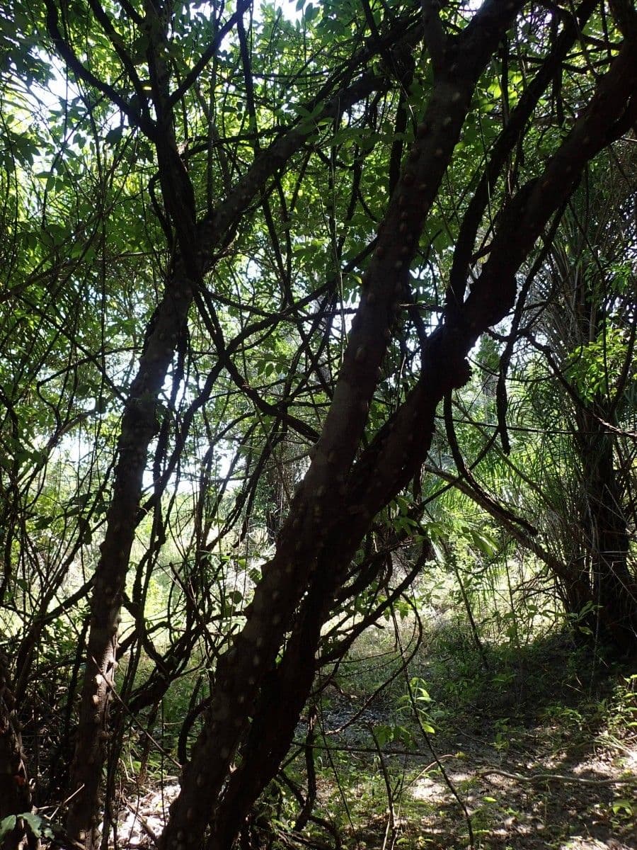 Zanthoxylum zanthoxyloides 5