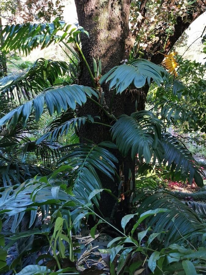 Rhaphidophora 6