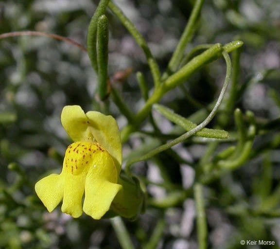 Neogaerrhinum 6