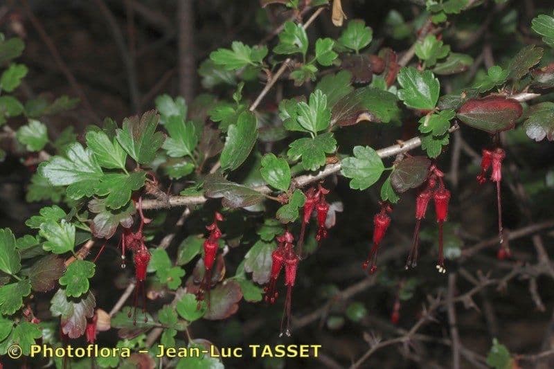 Fuchsiöse johannisbeere 27