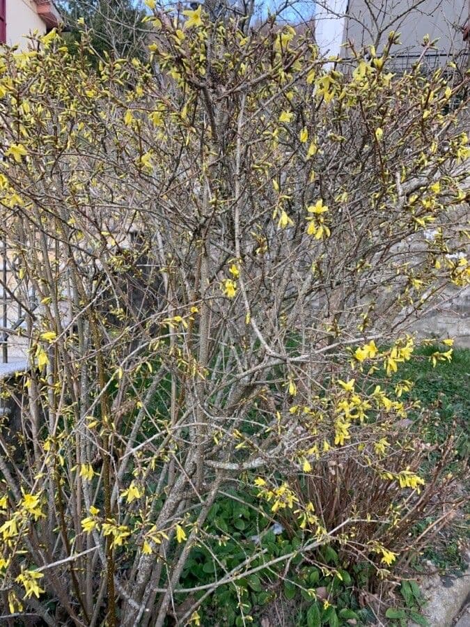 Forsythia pendula 10