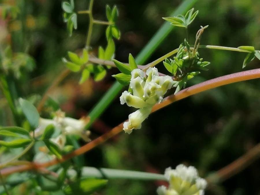 Corydalis claviculata 24