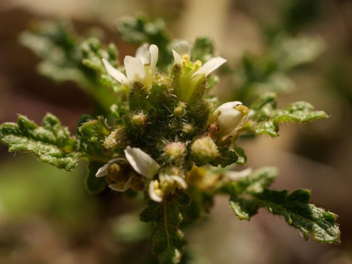 Erucastrum supinum