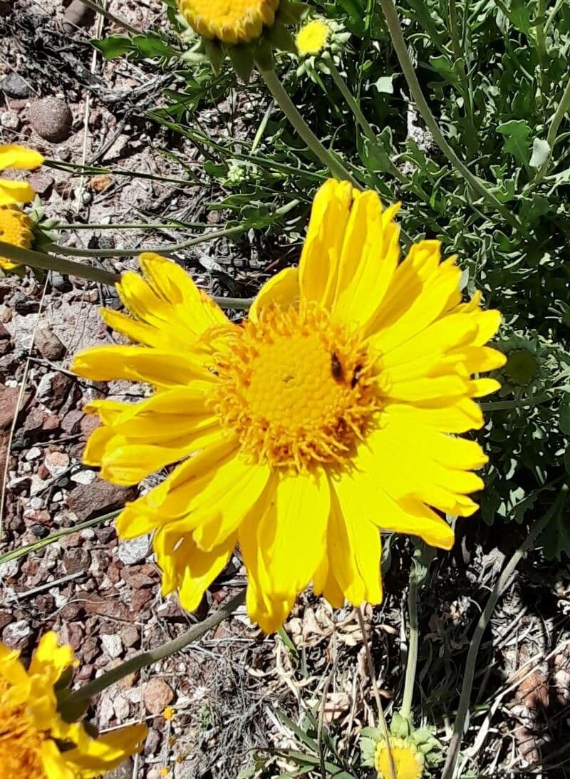 Gaillardia cabrerae 5