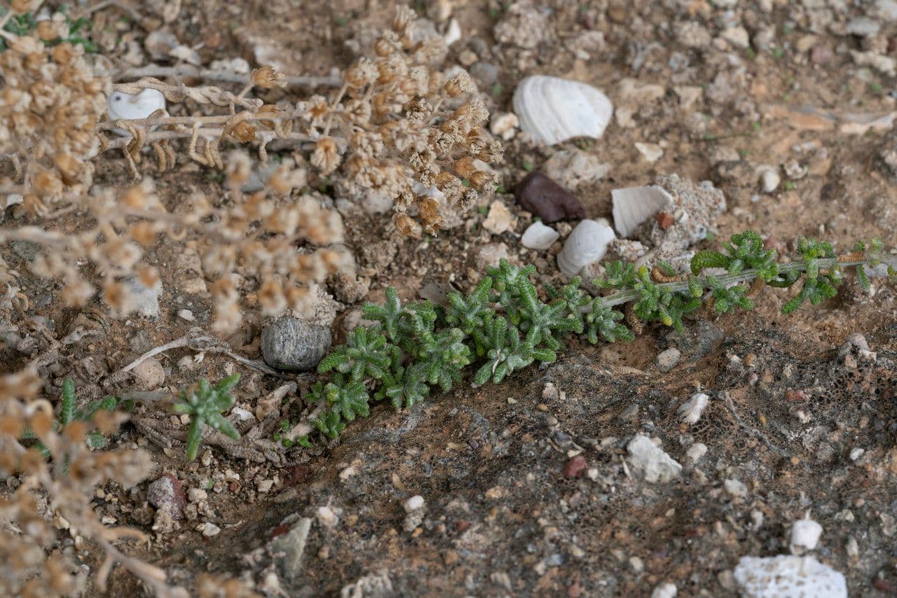 Achillea di Creta 12