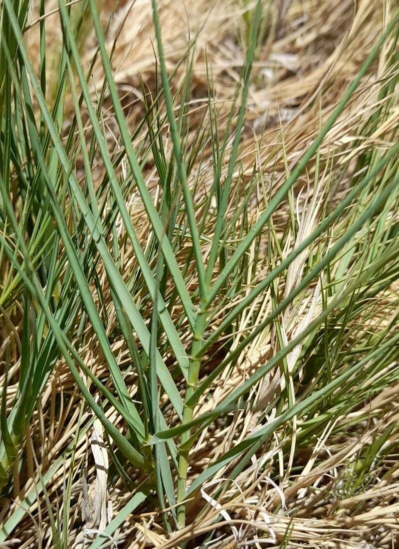 Distichlis spicata 12