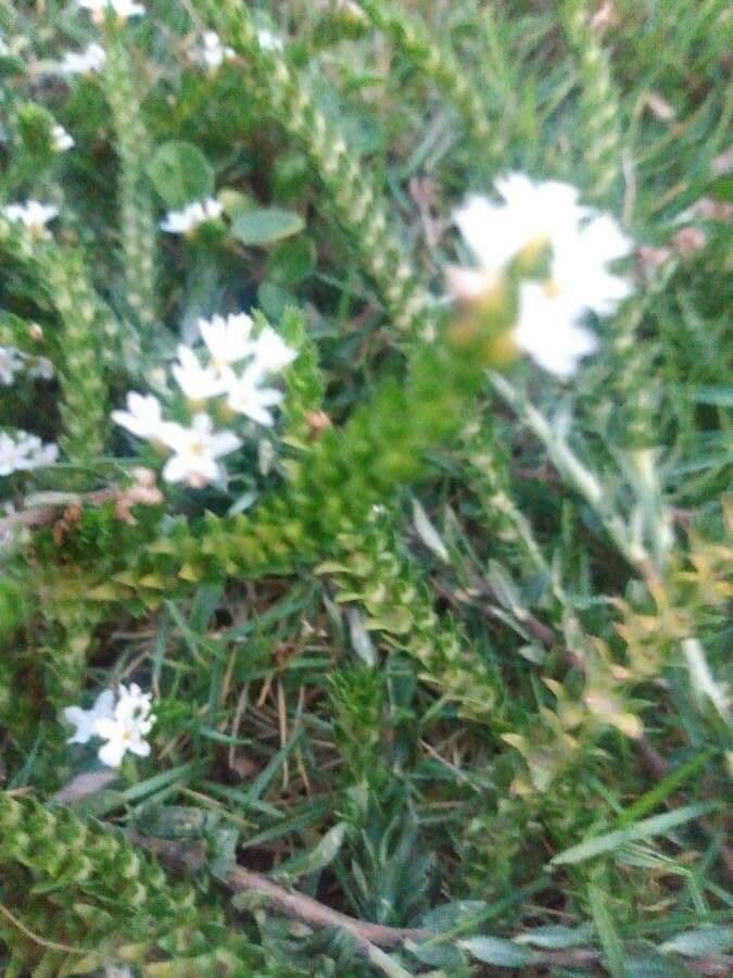 Euploca polyphylla 9