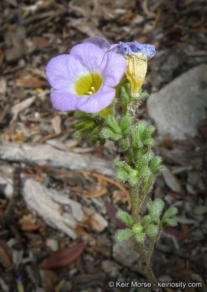 Fremonts Phacelia 2
