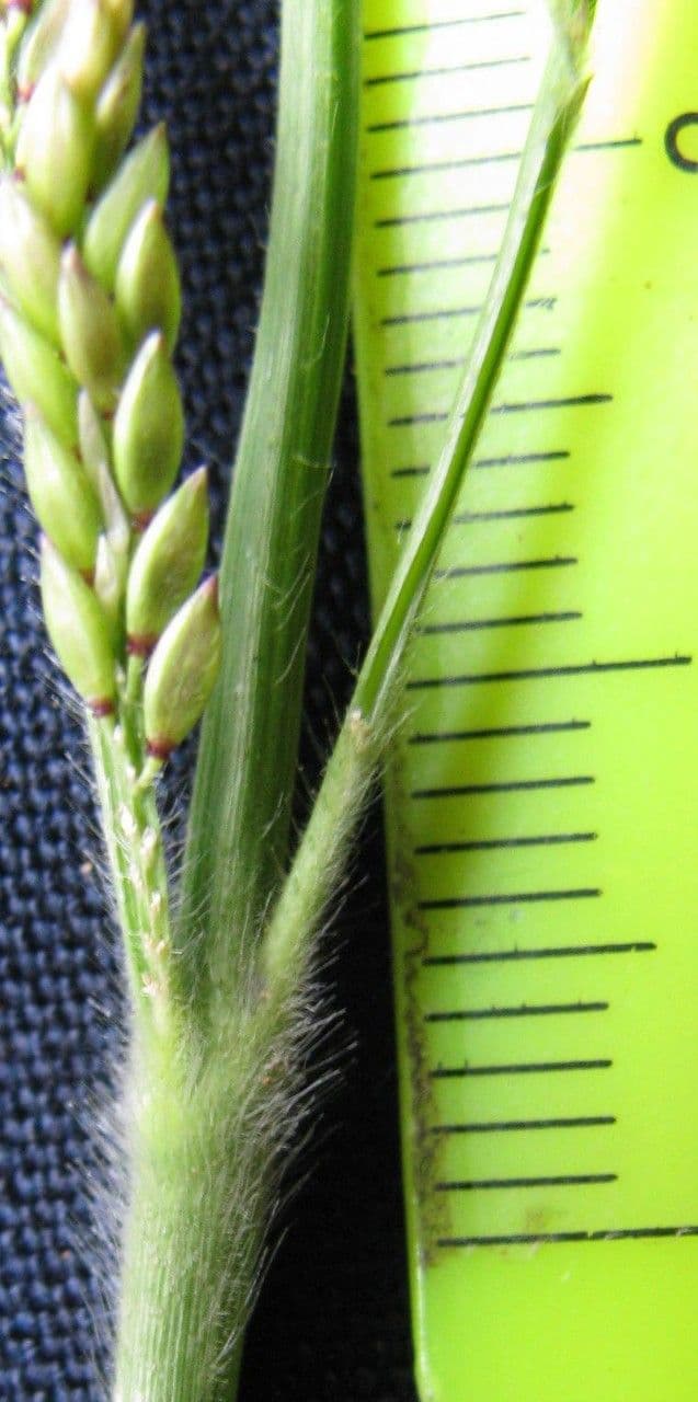 Erba caraibica 3