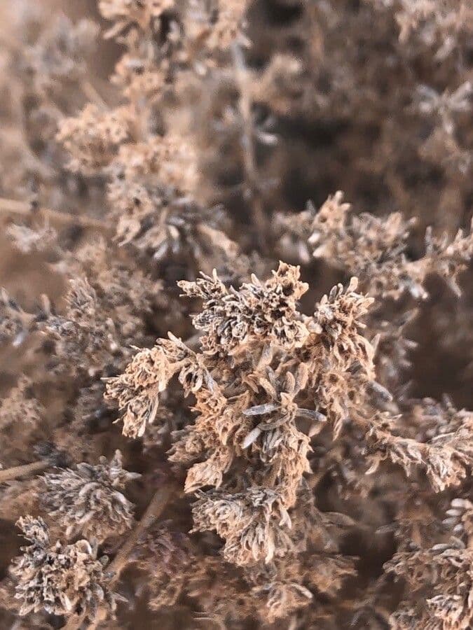 Pulver-Sandheide 15
