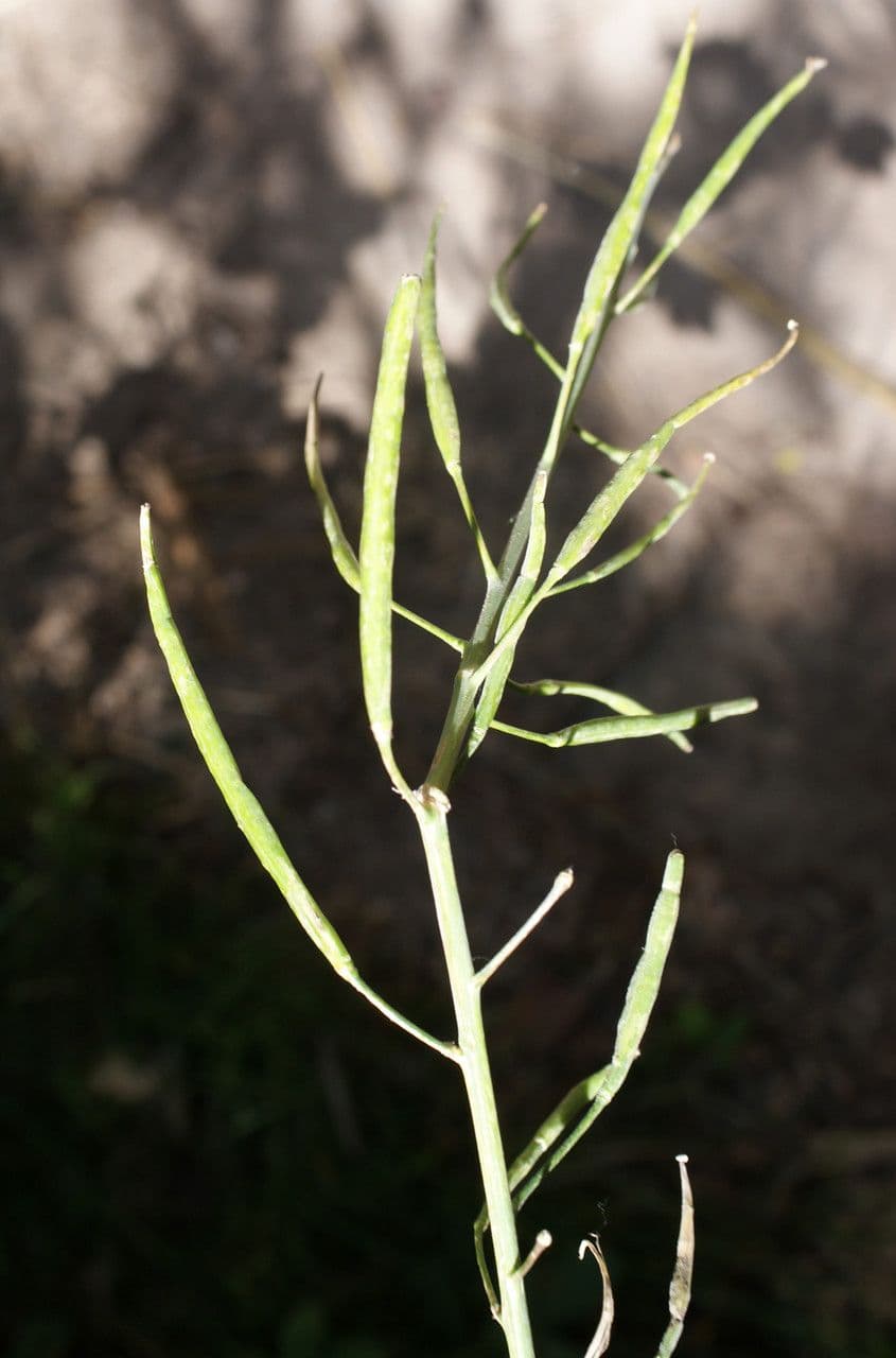 Conringia orientale