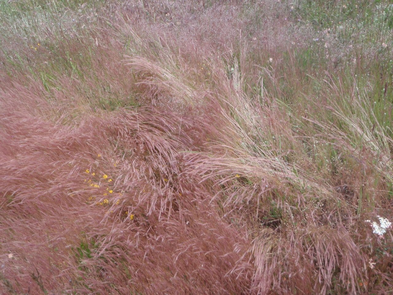 Vulpia ciliata 13