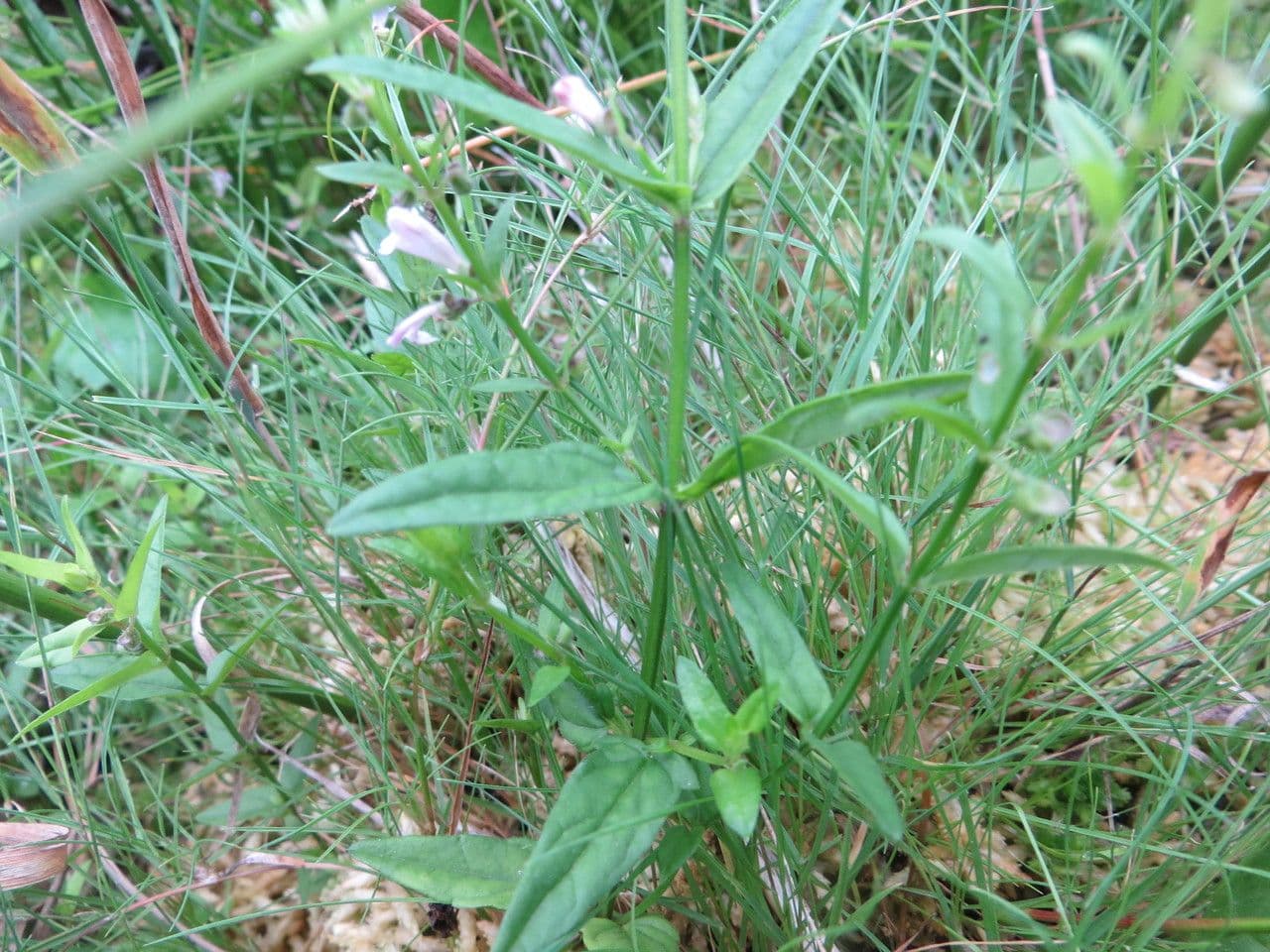 Scutellaria minore 9