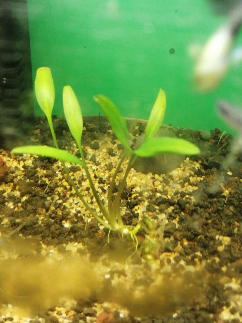 Cryptocoryne 9