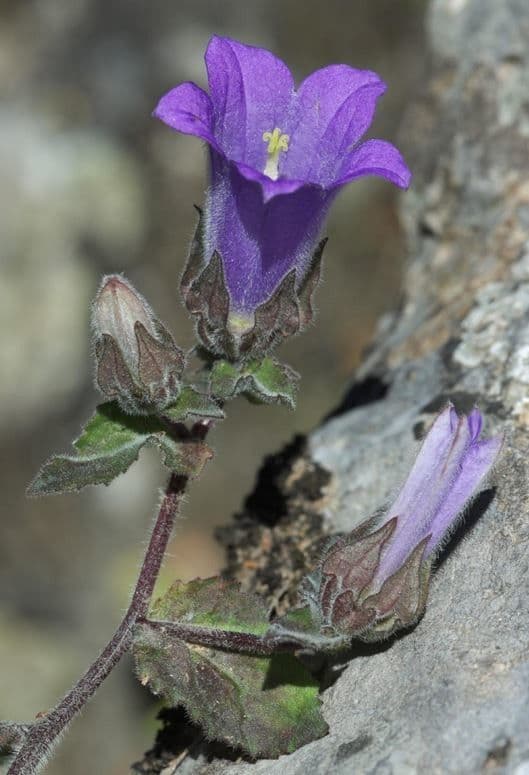 Campanula