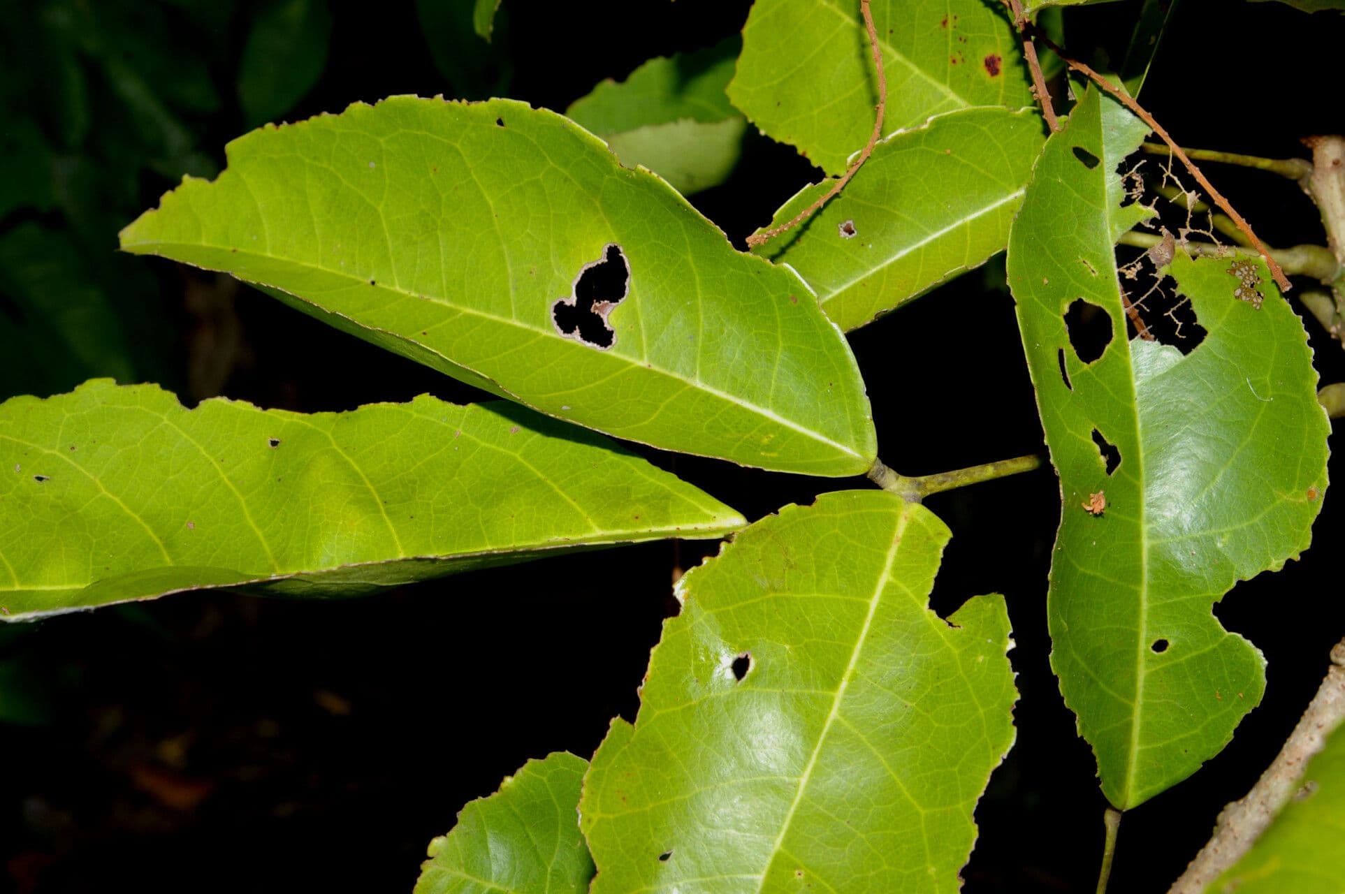 Connarus