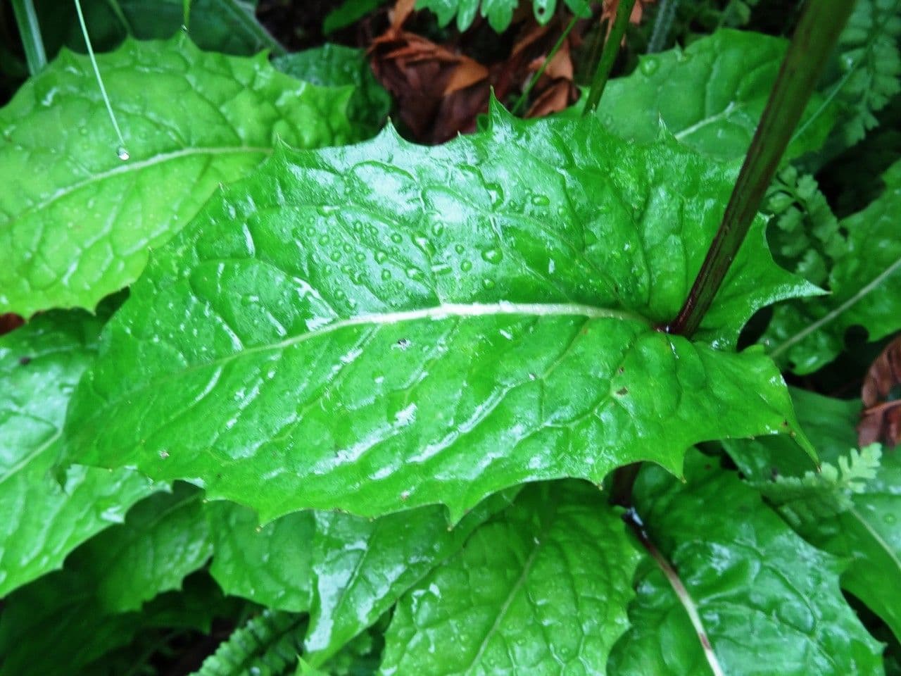 Gänsblume 12