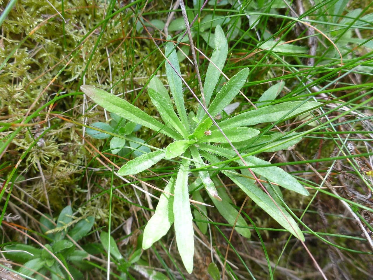 Jasione 16