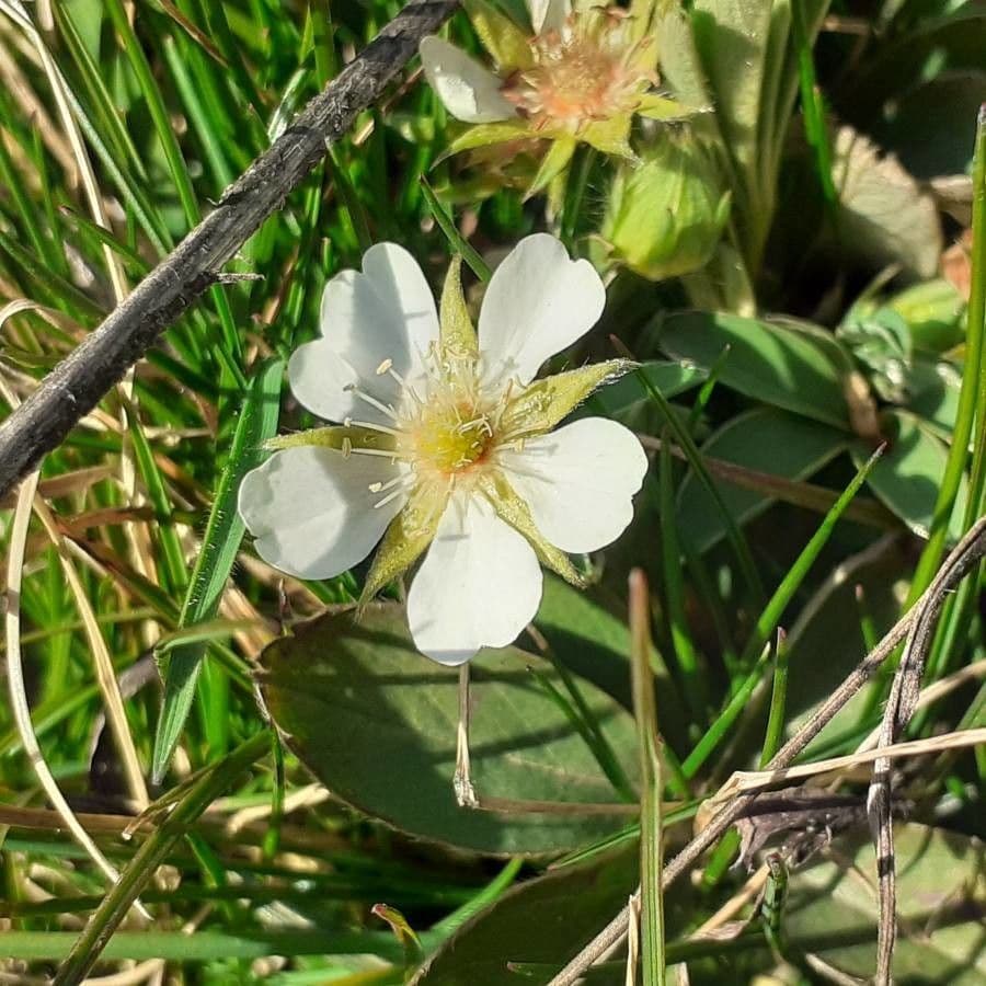 Berg-Fünfblatt 4
