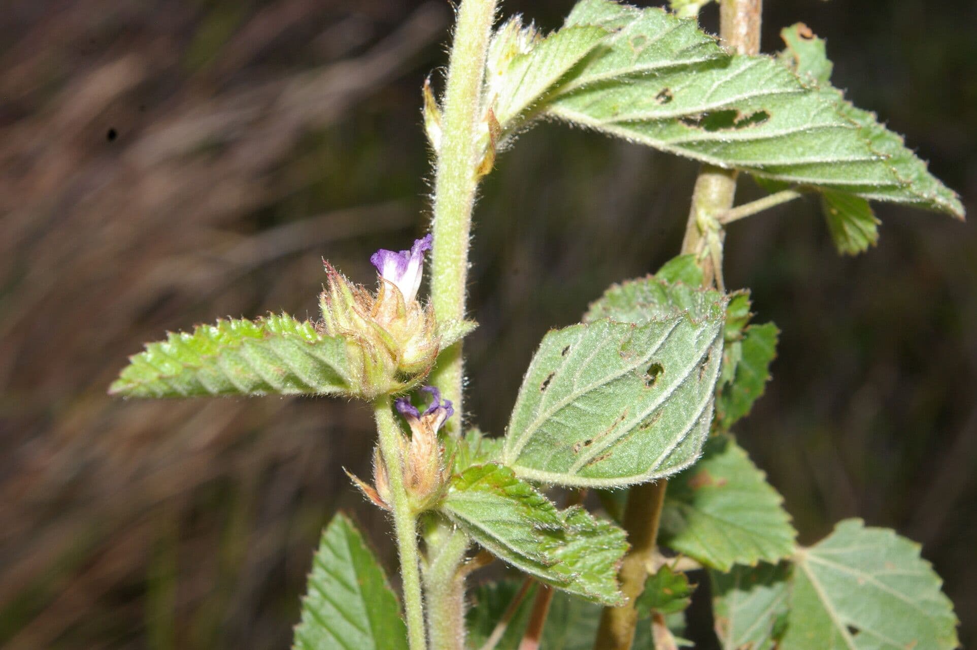 Melochia villosa 8