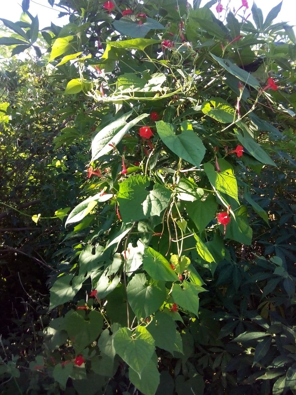 Ipomoea hederifolia 14