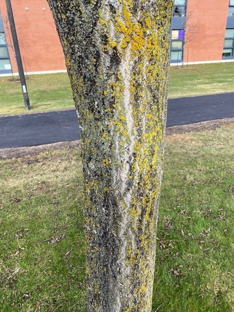 Phellodendron amurense 23