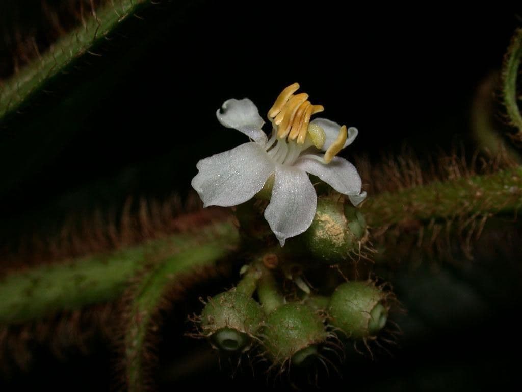 Conostegia 3