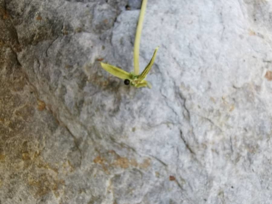 Viola palustre