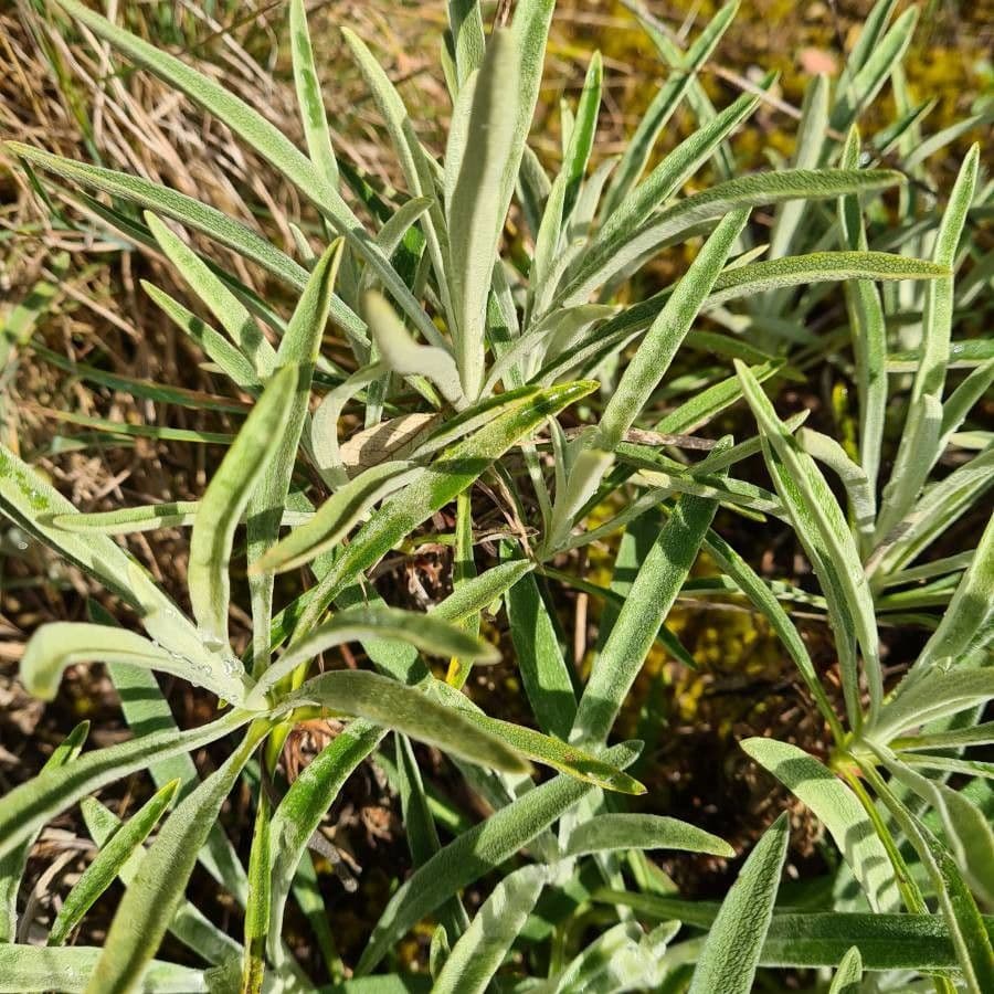 Mechera 19