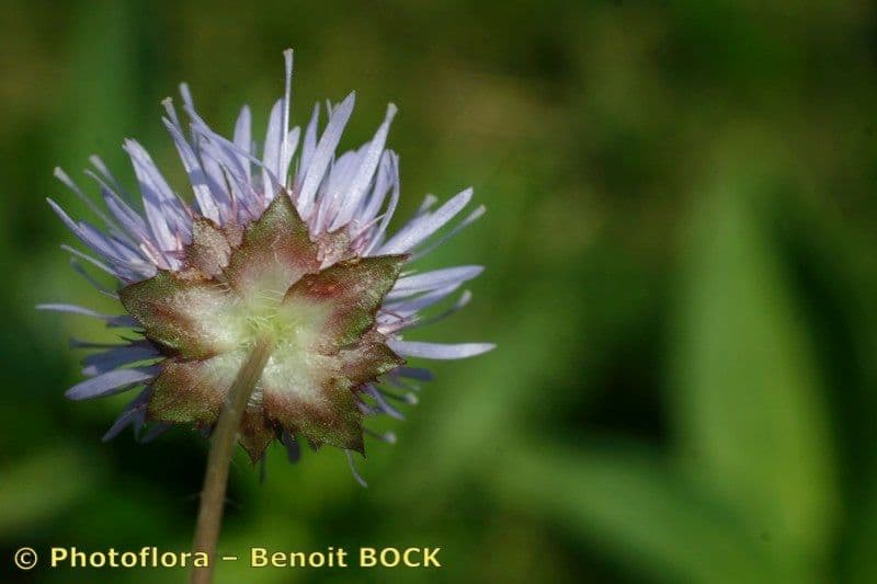 Jasione 3