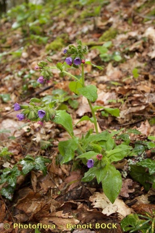 Polmonaria morbida 6