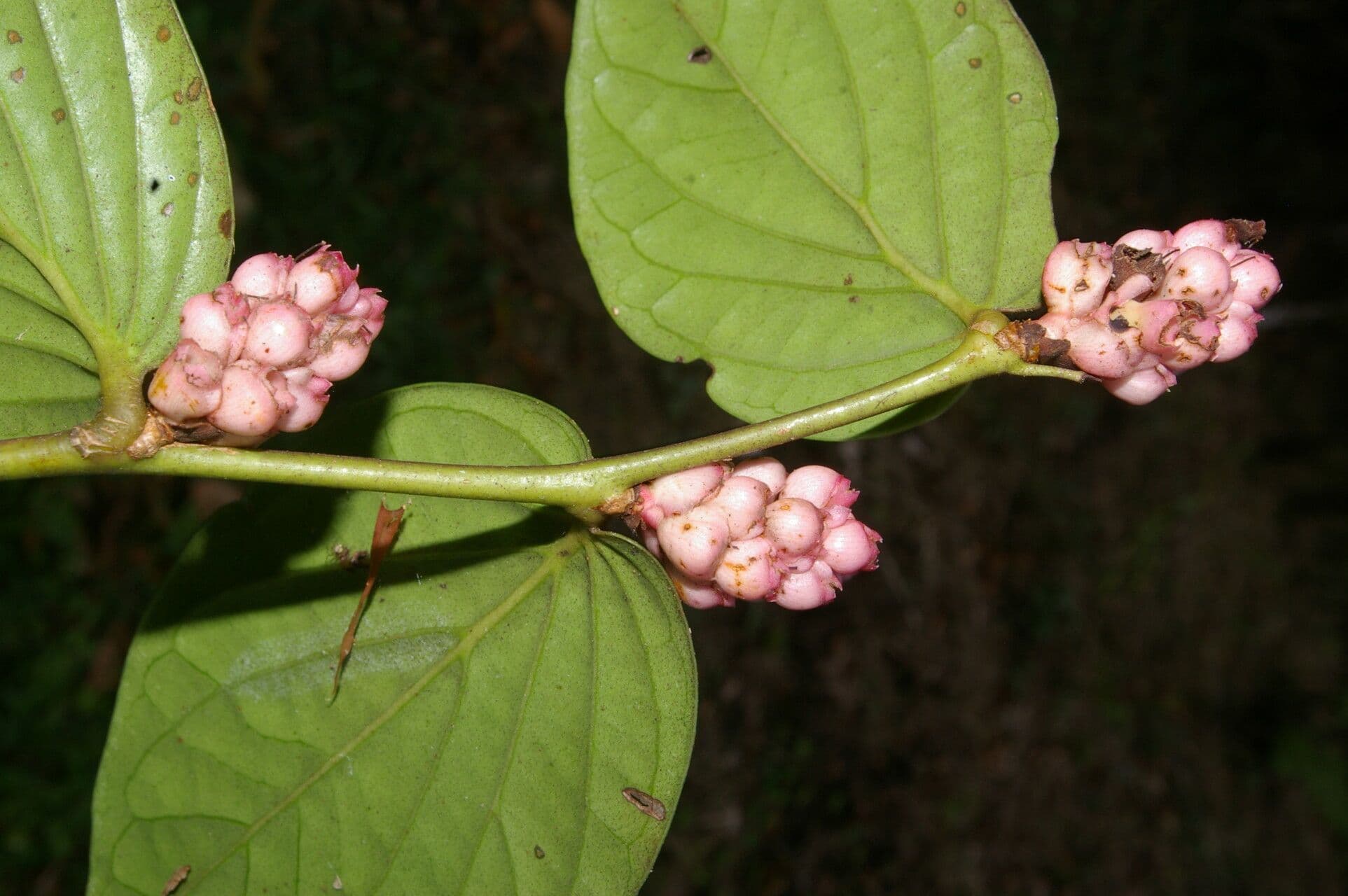 Cavendishia ascellare 3