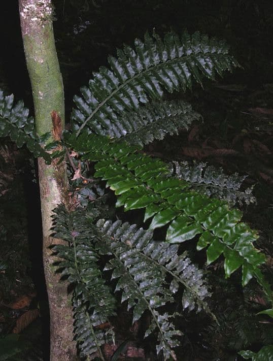 Lomariopsis 2
