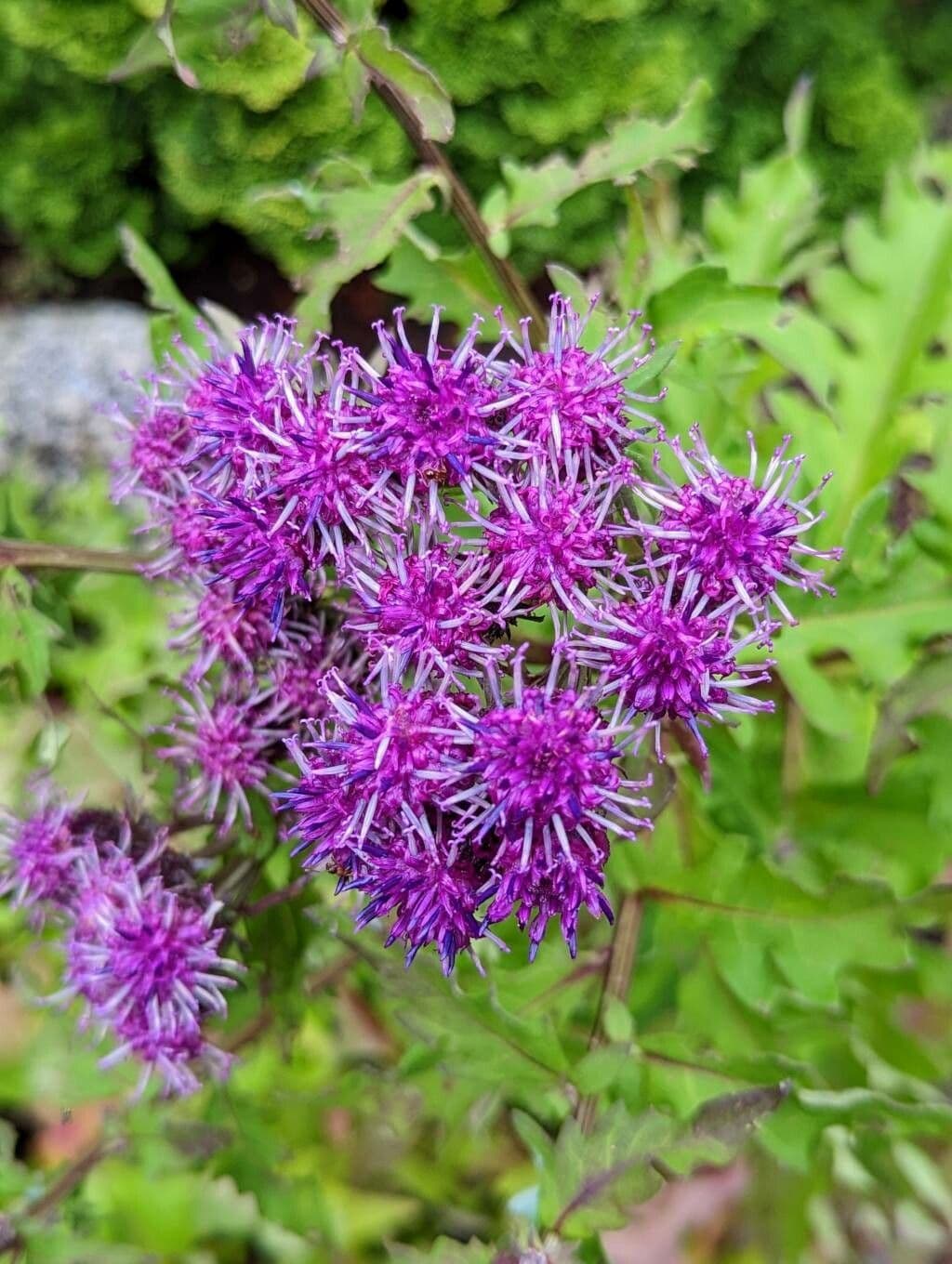Saussurea pulchella