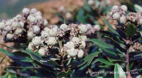 Tristaniopsis