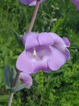 Penstemon grande 3