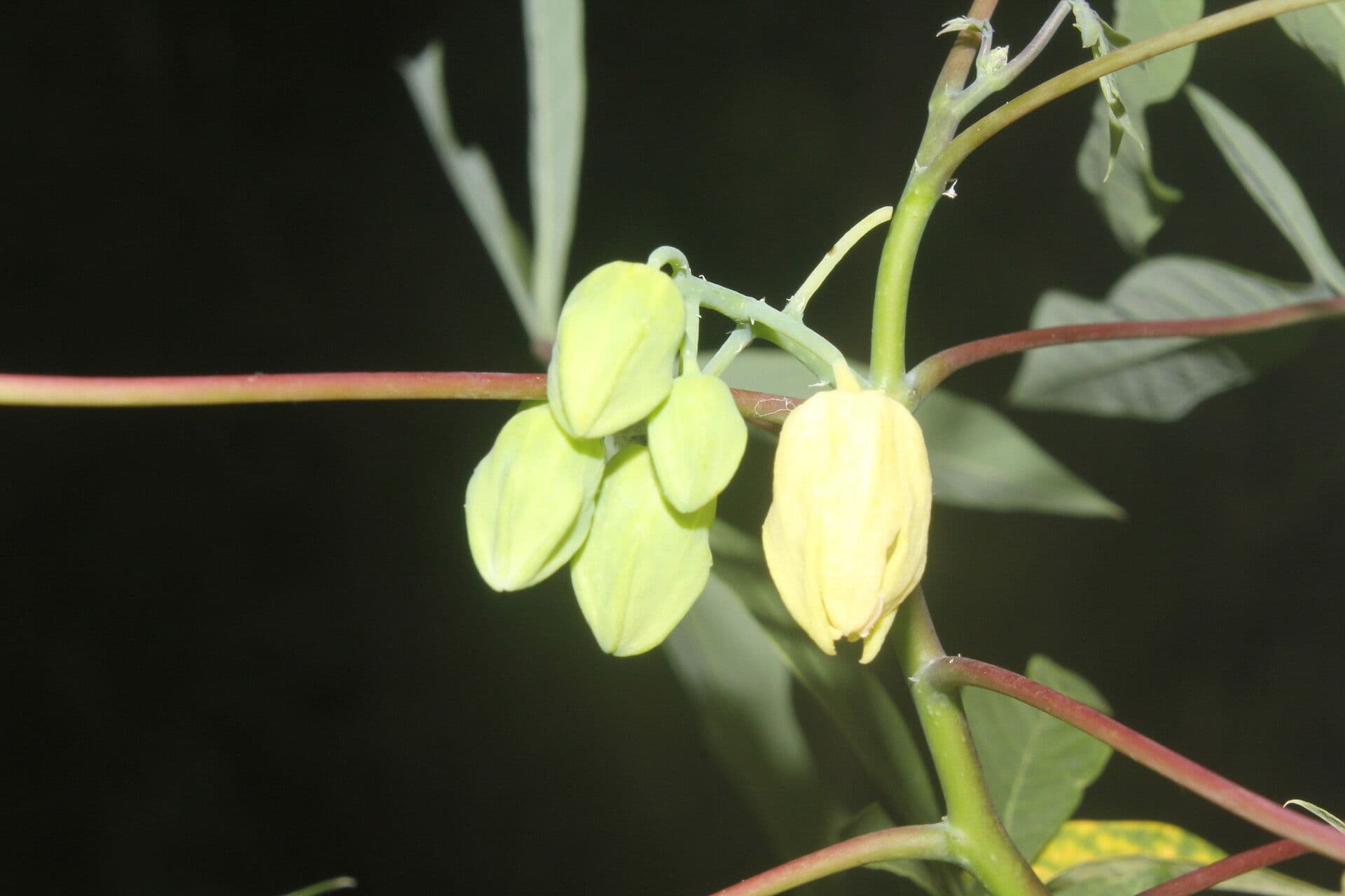 Manihot aesculifolia 4