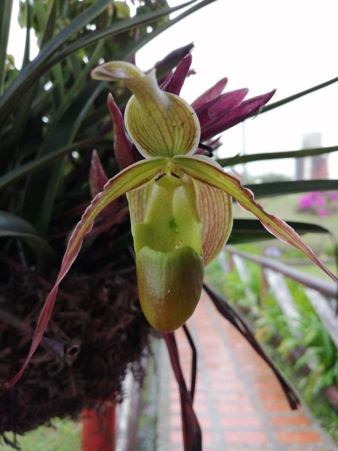 Paphiopedilum