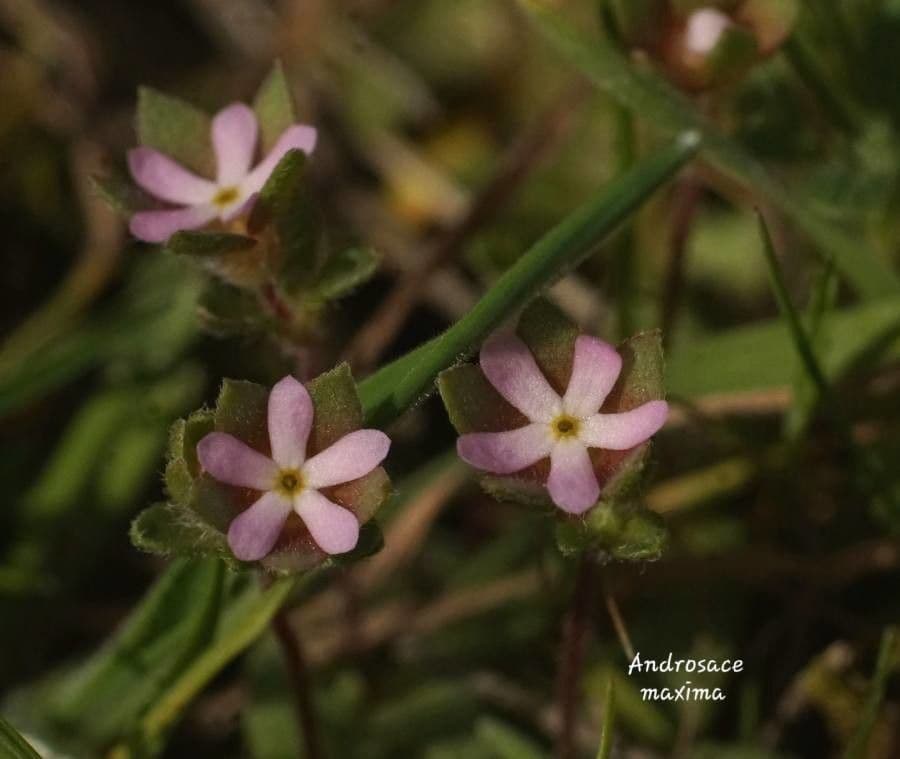 Androsace maxima 6
