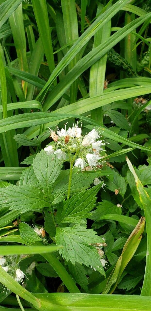 Feuille d'eau de Fendler 4