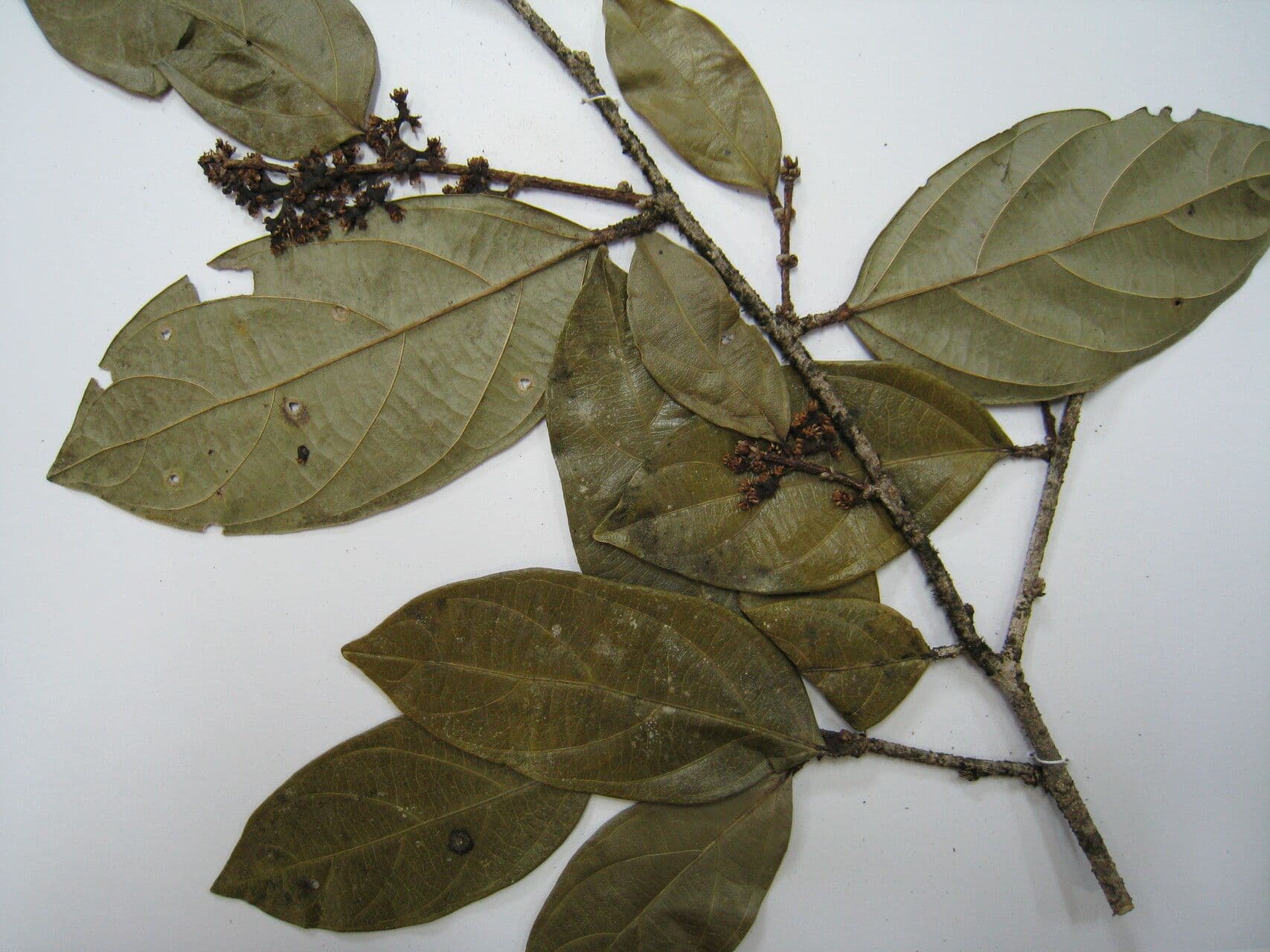 Ampelocera edentula 10