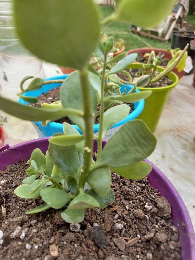 Rundblättrige Kalanchoe 8