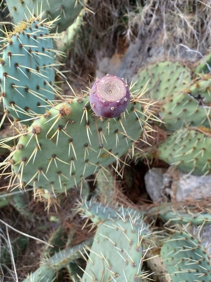 Nopal de espinas marrones 5