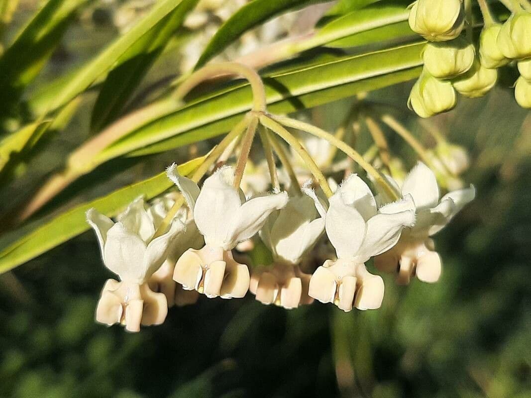Gomphocarpus 9