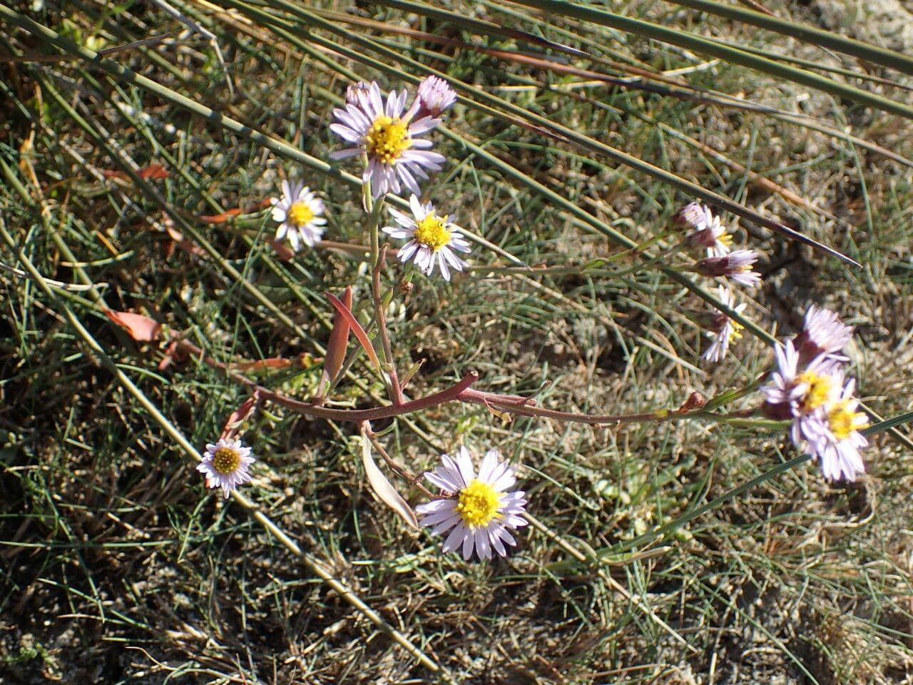 Aster solny 30