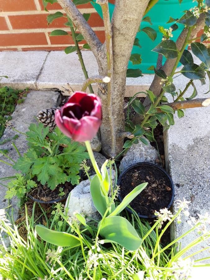 Tulipano di Gesner 2