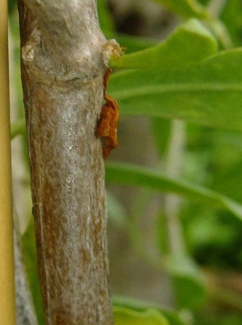 Goji 24