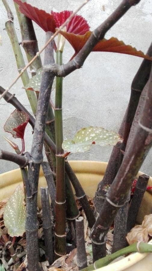 Begonia 24