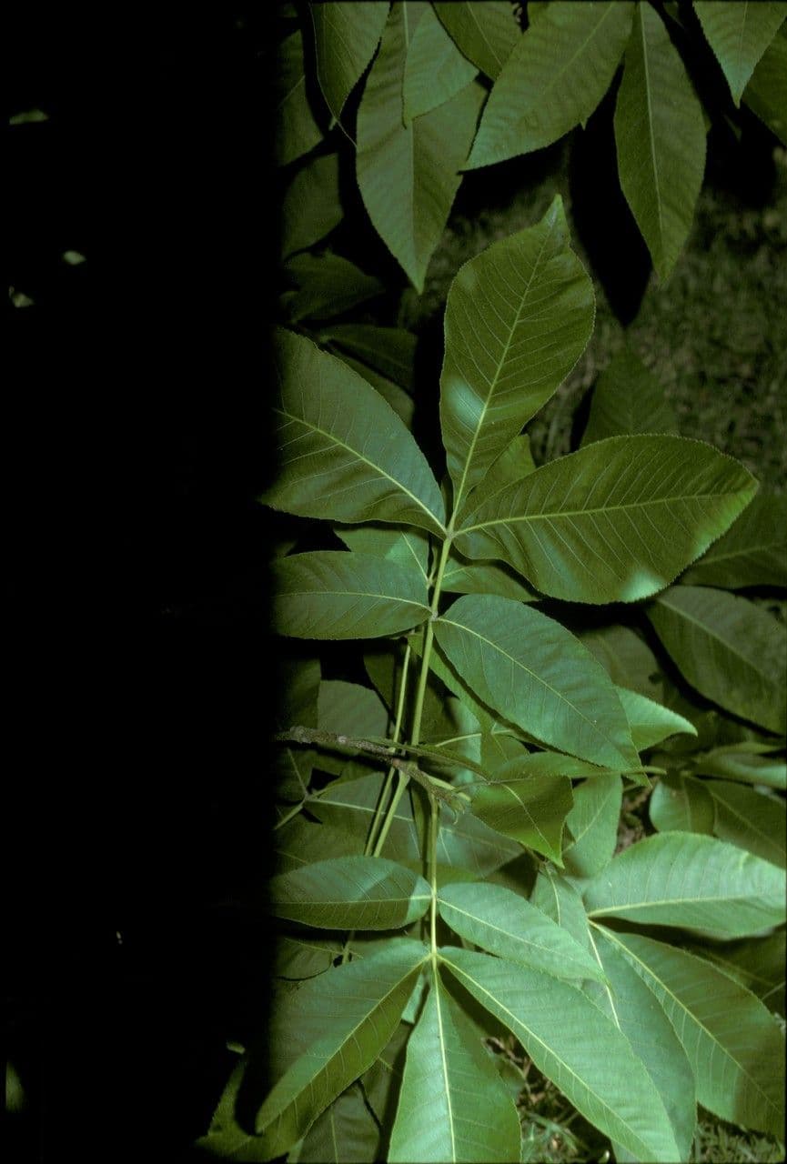 Carya ovata 25