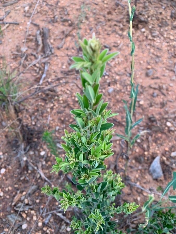Lespedeza capitata 16